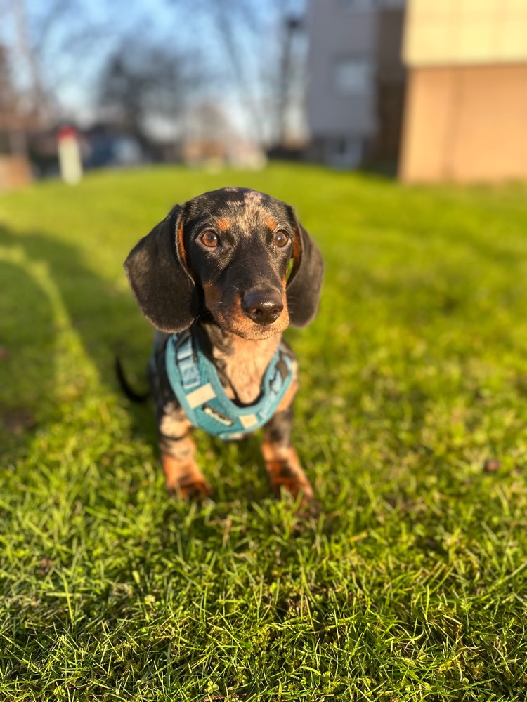 Hundetreffen-Dackeltreff-Profilbild