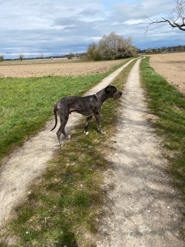Hundetreffen-Große und aktive Spielgefährten gesucht-Profilbild