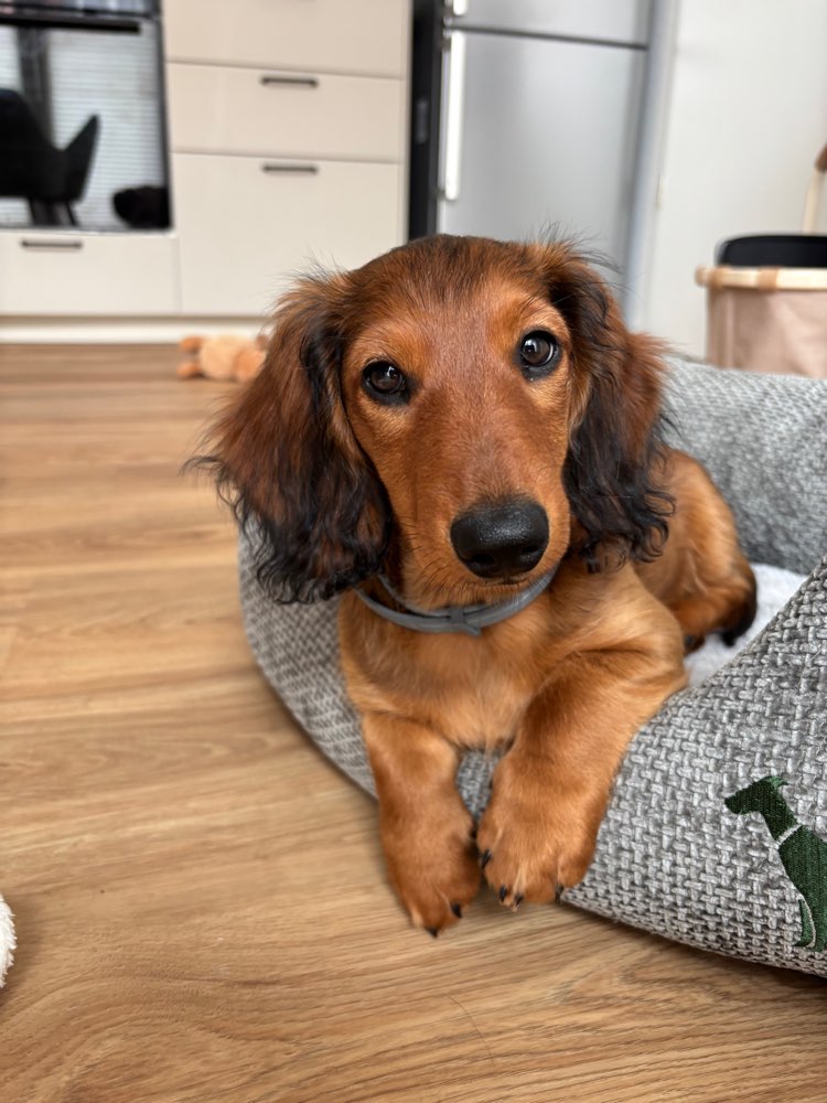 Hundetreffen-Kleine Freunde gesucht-Profilbild