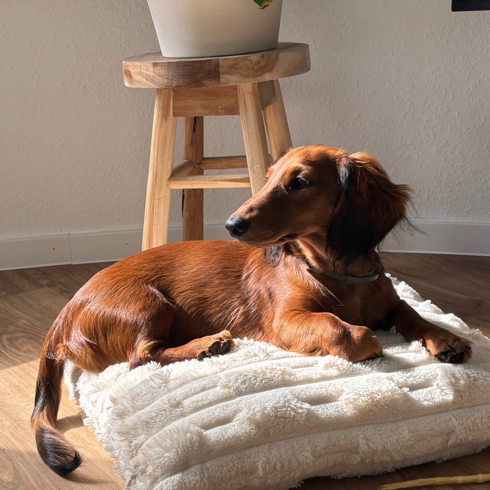 Hundetreffen-Kleine Freunde gesucht-Profilbild
