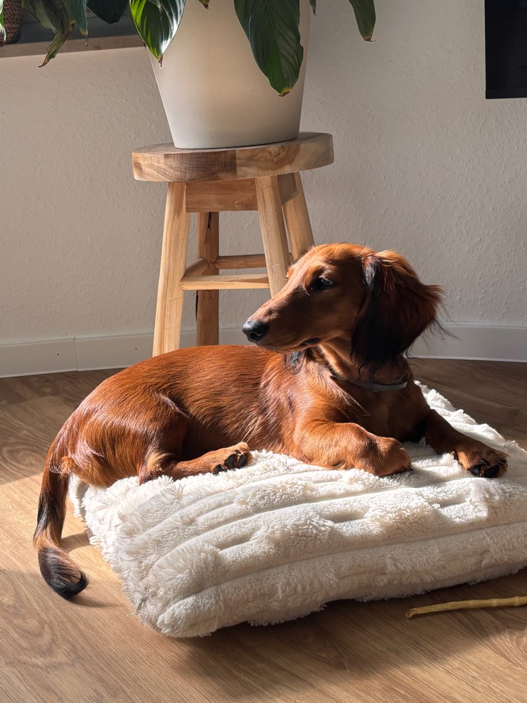 Hundetreffen-Versmolder Hundewiese Spieltreffen-Profilbild