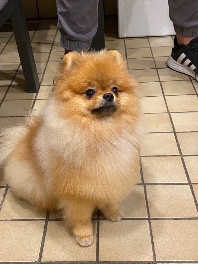 Hundetreffen-Spieletreffen-Profilbild