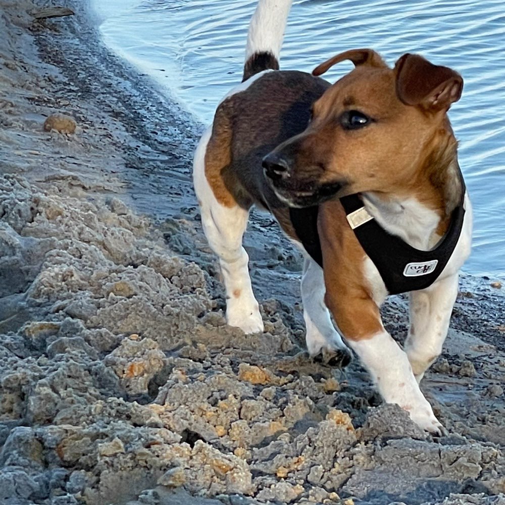 Hundetreffen-Welpentreff in Wunstorf-Profilbild