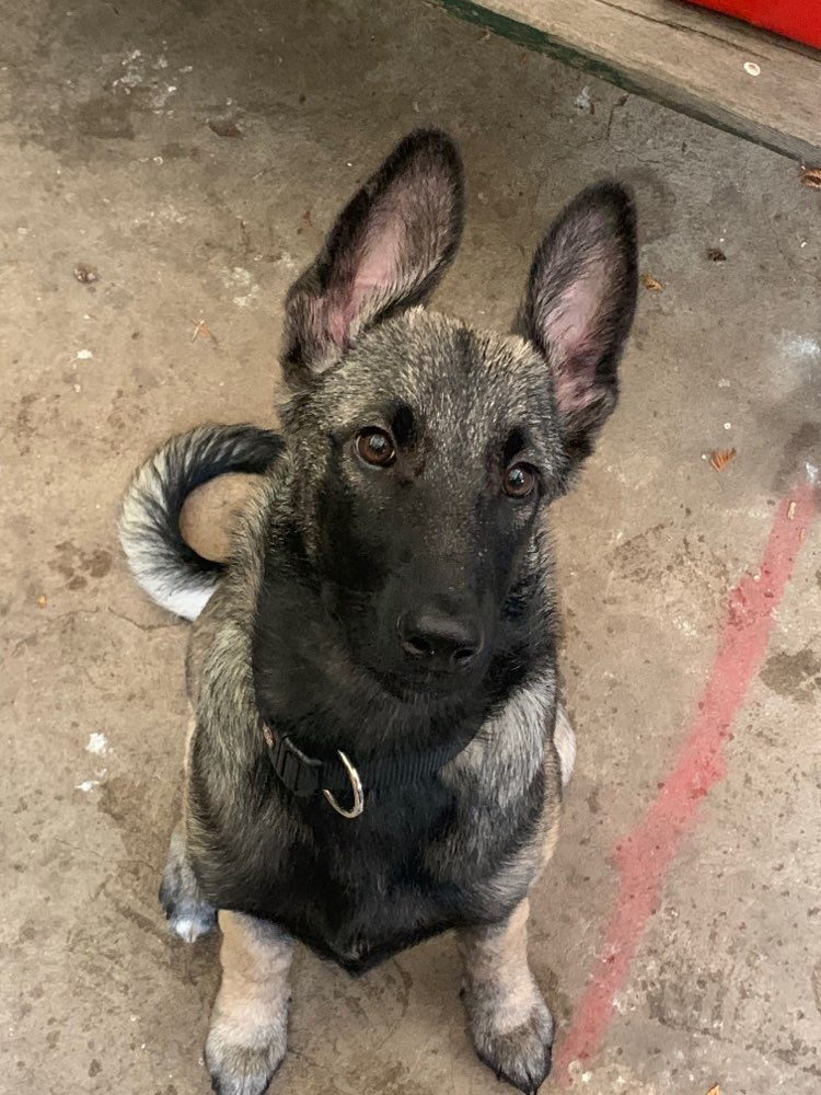 Hundetreffen-Welpentreffen-Profilbild