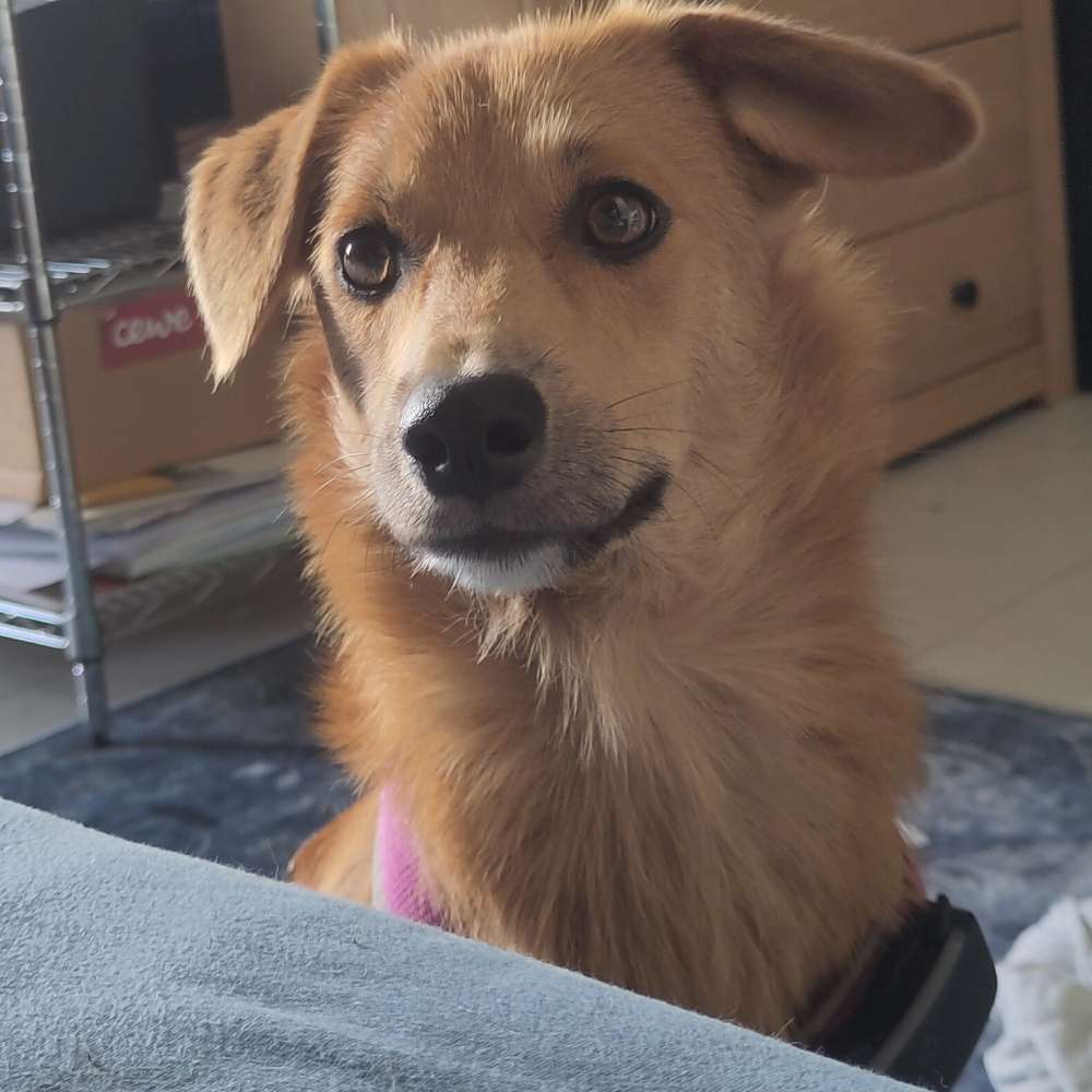 Hundetreffen-Gemeinsame Gassirunden-Profilbild