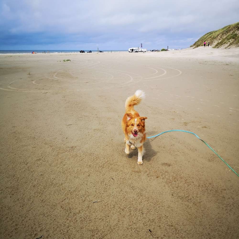 Hundetreffen-Social Walks-Profilbild