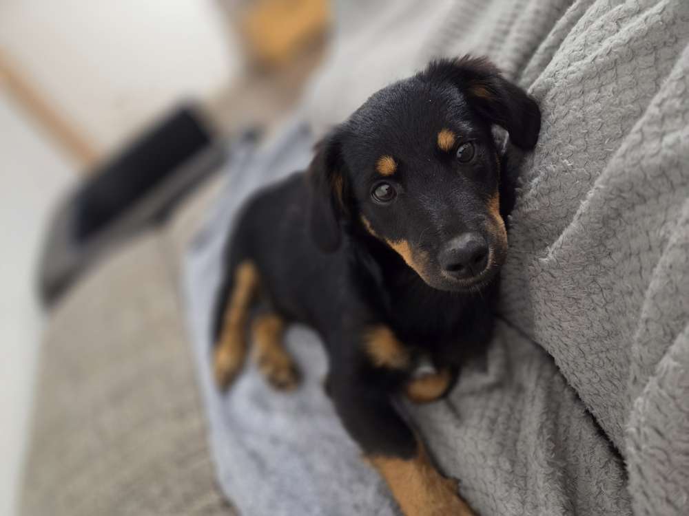 Hundetreffen-Spielrunde gesucht :)-Profilbild