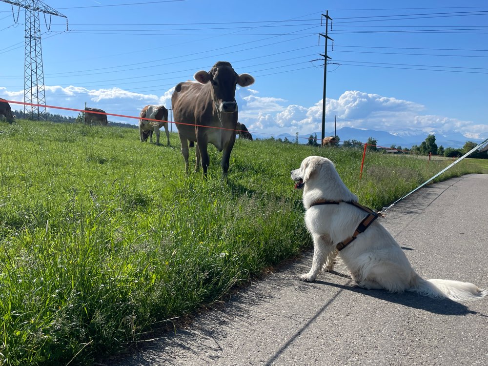 Hundetreffen-Spielen und social walk-Profilbild