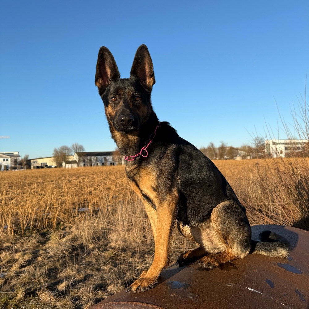 Hundetreffen-Gassi gehen-Profilbild