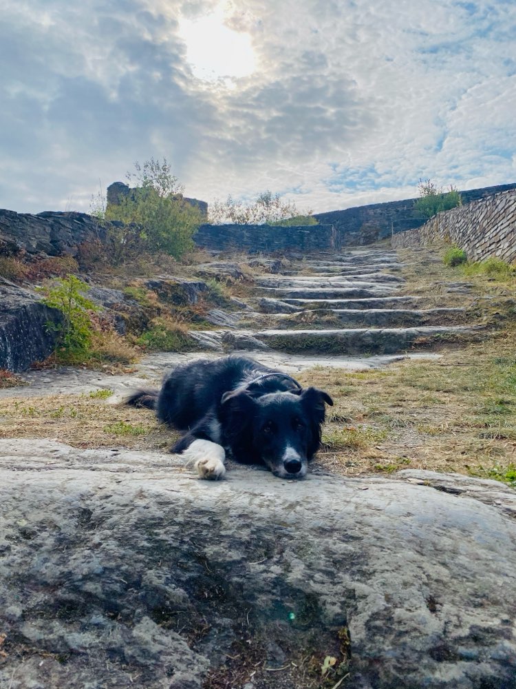 Hundetreffen-Social Walk / Begegnungstraining-Profilbild