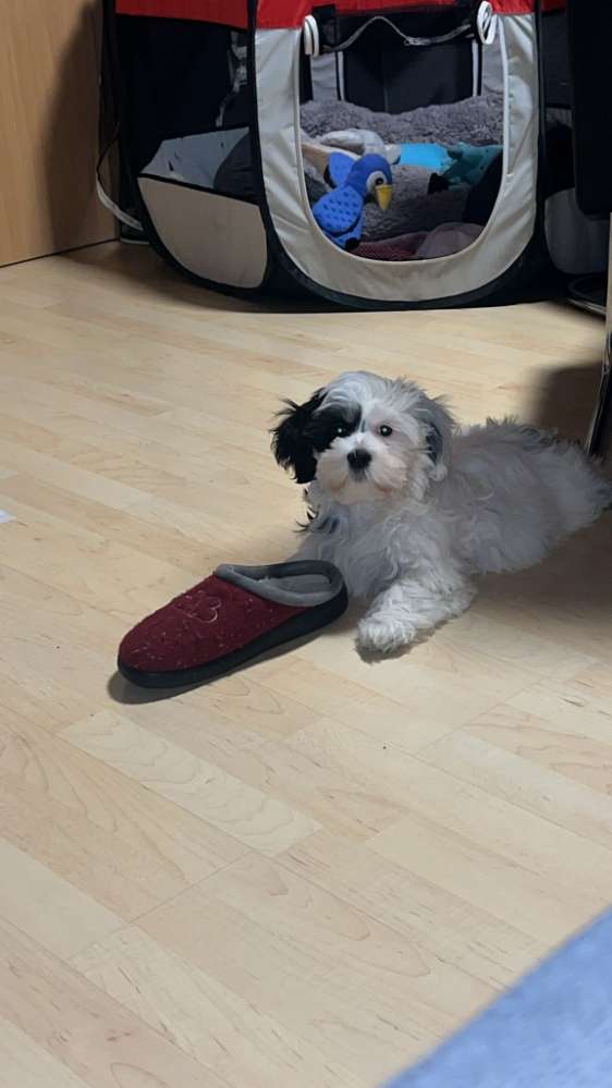 Hundetreffen-Welpe treffen kreis kleve-Profilbild