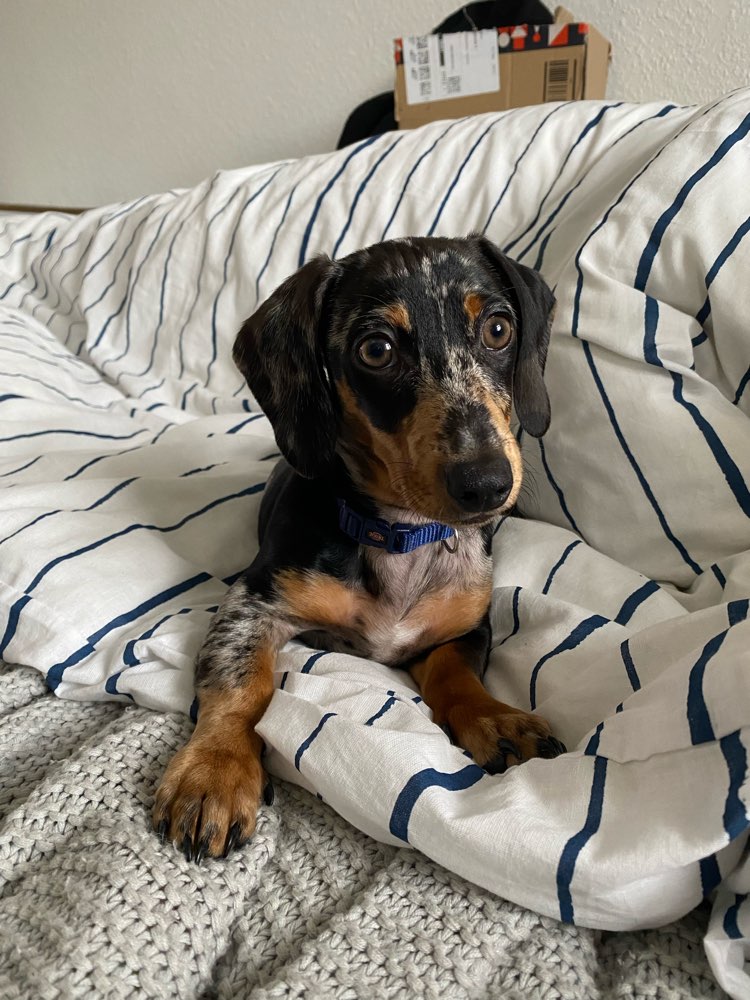 Hundetreffen-Gemeinsame Spaziergänge in Aschersleben-Profilbild