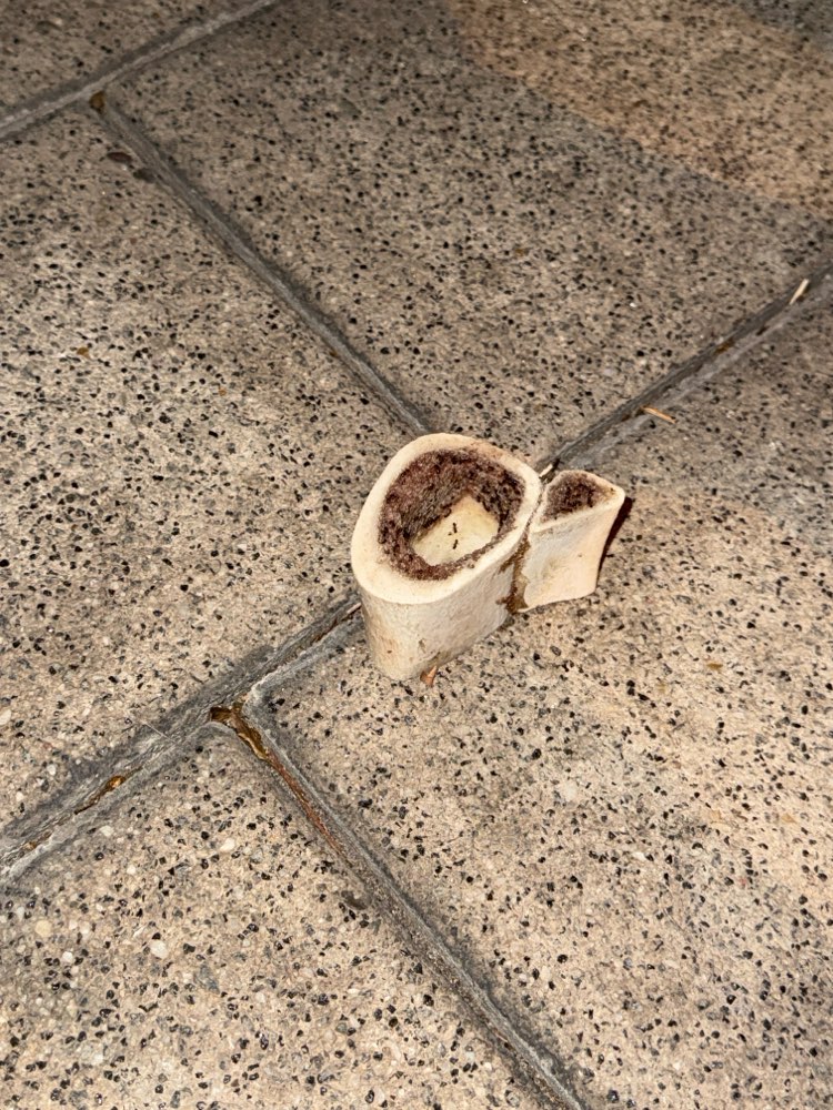 Giftköder-Eventuell Giftköder-Profilbild