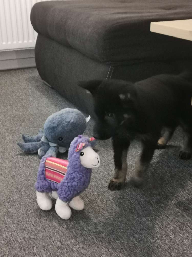 Hundetreffen-Treffen an der Weser-Profilbild