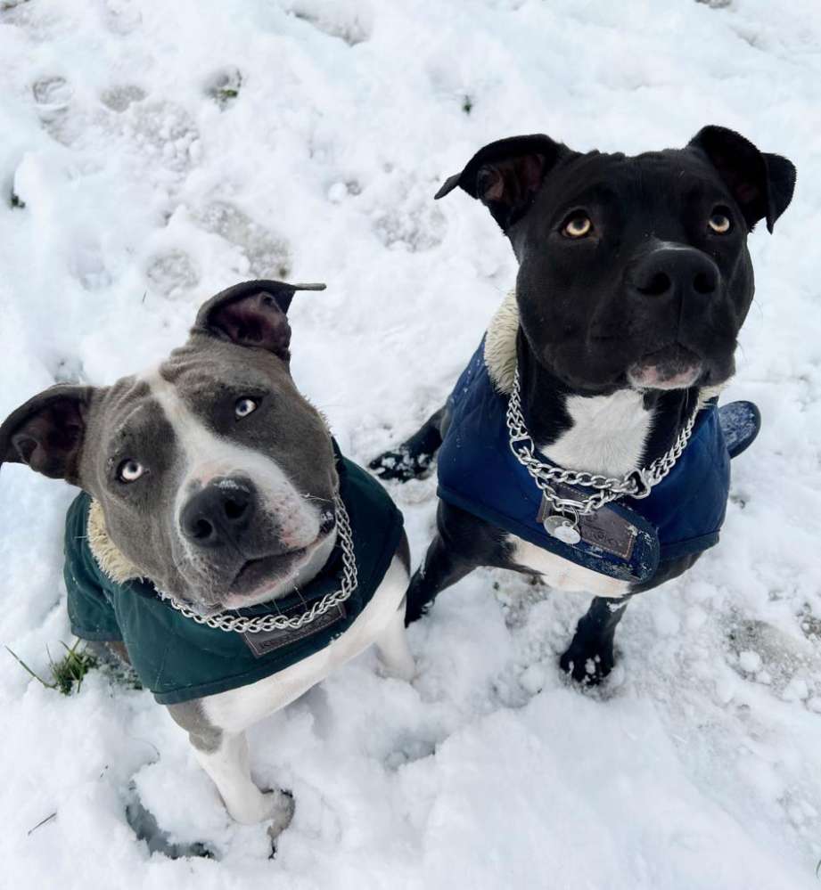 Hundetreffen-Zwei Weiber suchen jemand zum Spielen-Profilbild