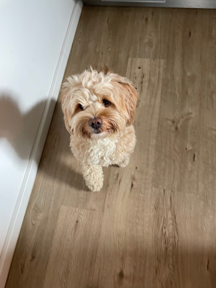 Hundetreffen-Social Walk und Hundebegegnungen üben-Profilbild