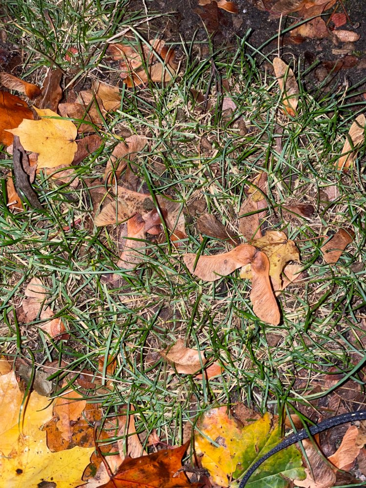 Giftköder-Ausgelegtes Trockenfutter-Profilbild