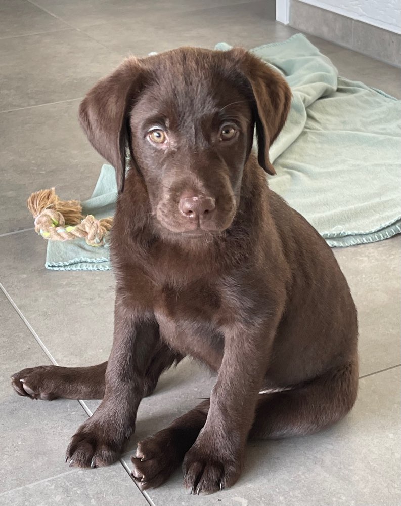 Hundetreffen-Suche Welpen Kumpel in Berg.Gladbach Refrath/ Köln Brück zum toben-Profilbild