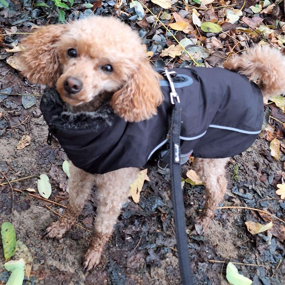 Hundetreffen-Spaziergang mit Hund-Profilbild