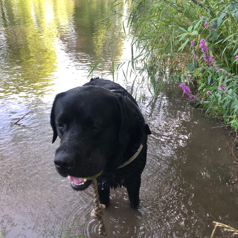 Hundetreffen-Sanchez möchte gerne Gesellschaft !-Profilbild