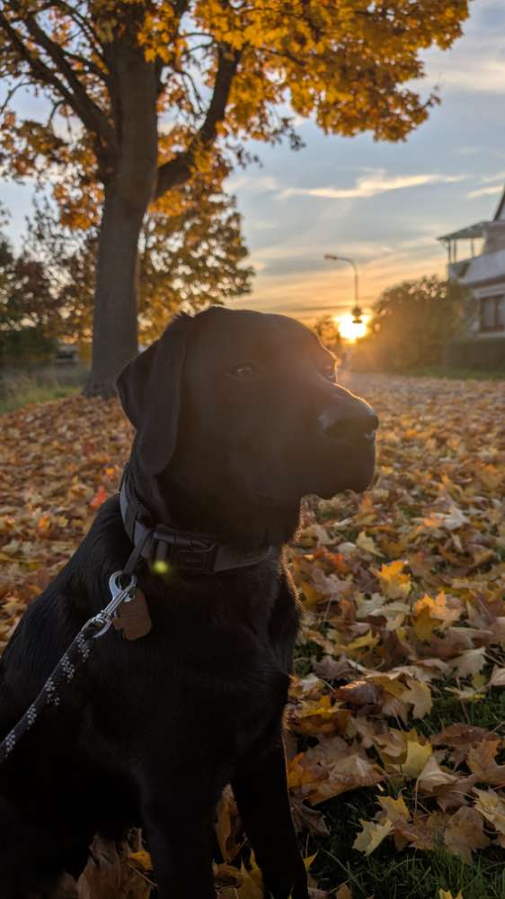 Hundetreffen-Spiel- und Übungsgefährte(n) gesucht. 🧡-Profilbild