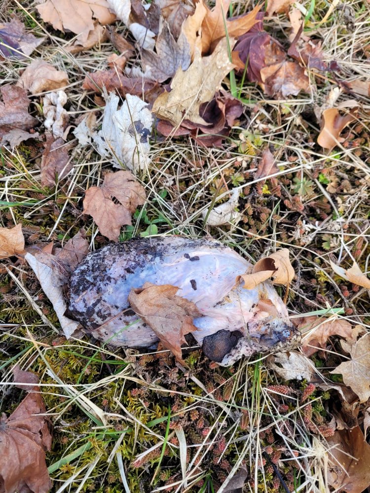 Giftköder-Giftköder-Profilbild