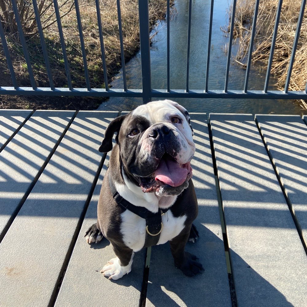 Hundetreffen-Ich suche ein Spielfreund/in-Profilbild