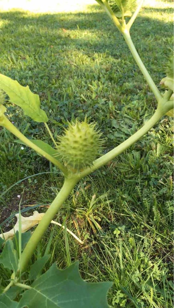 Giftköder-Weißer Stechapfel-Profilbild
