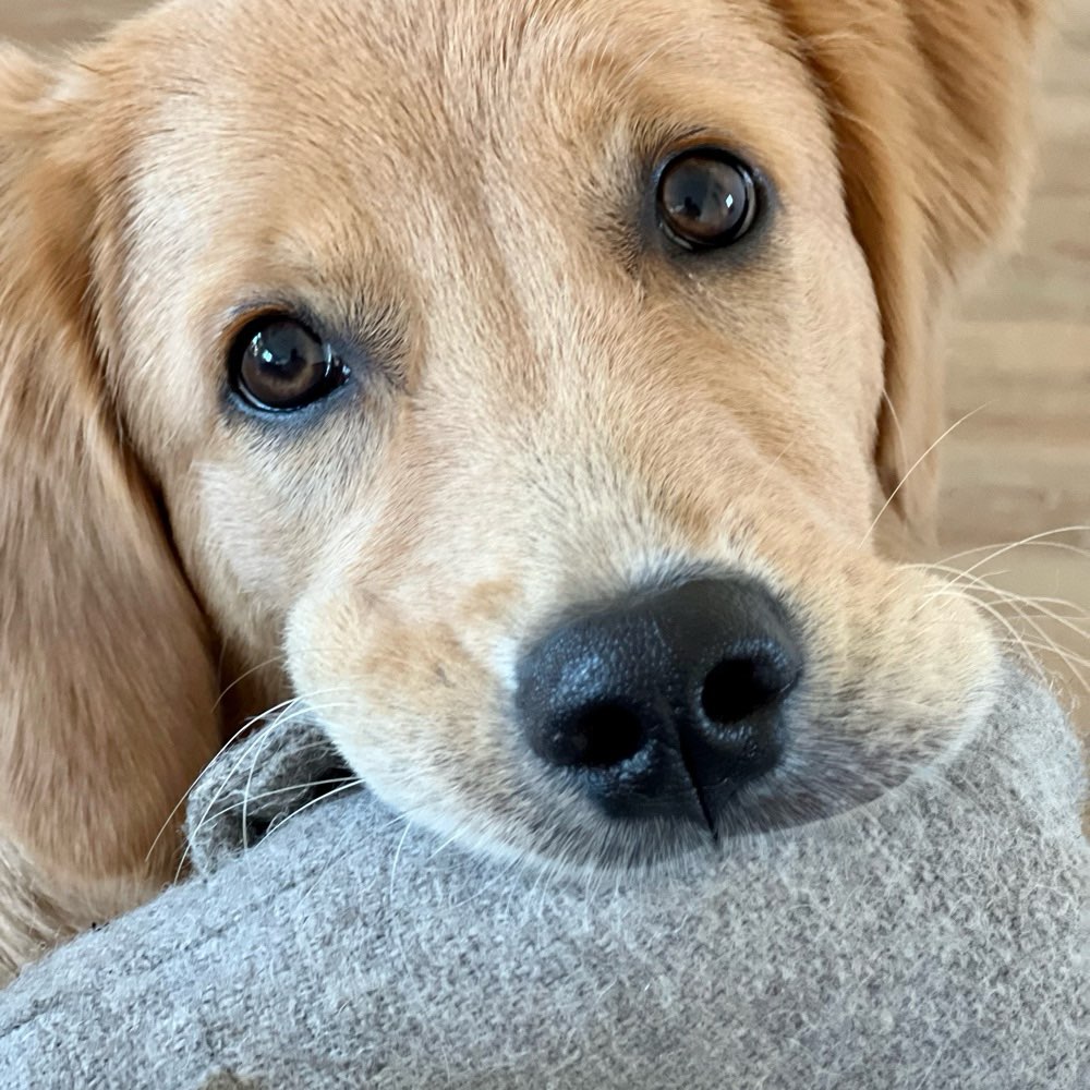 Hundetreffen-Spielgefährten/ Junghundefreund/in gesucht-Profilbild