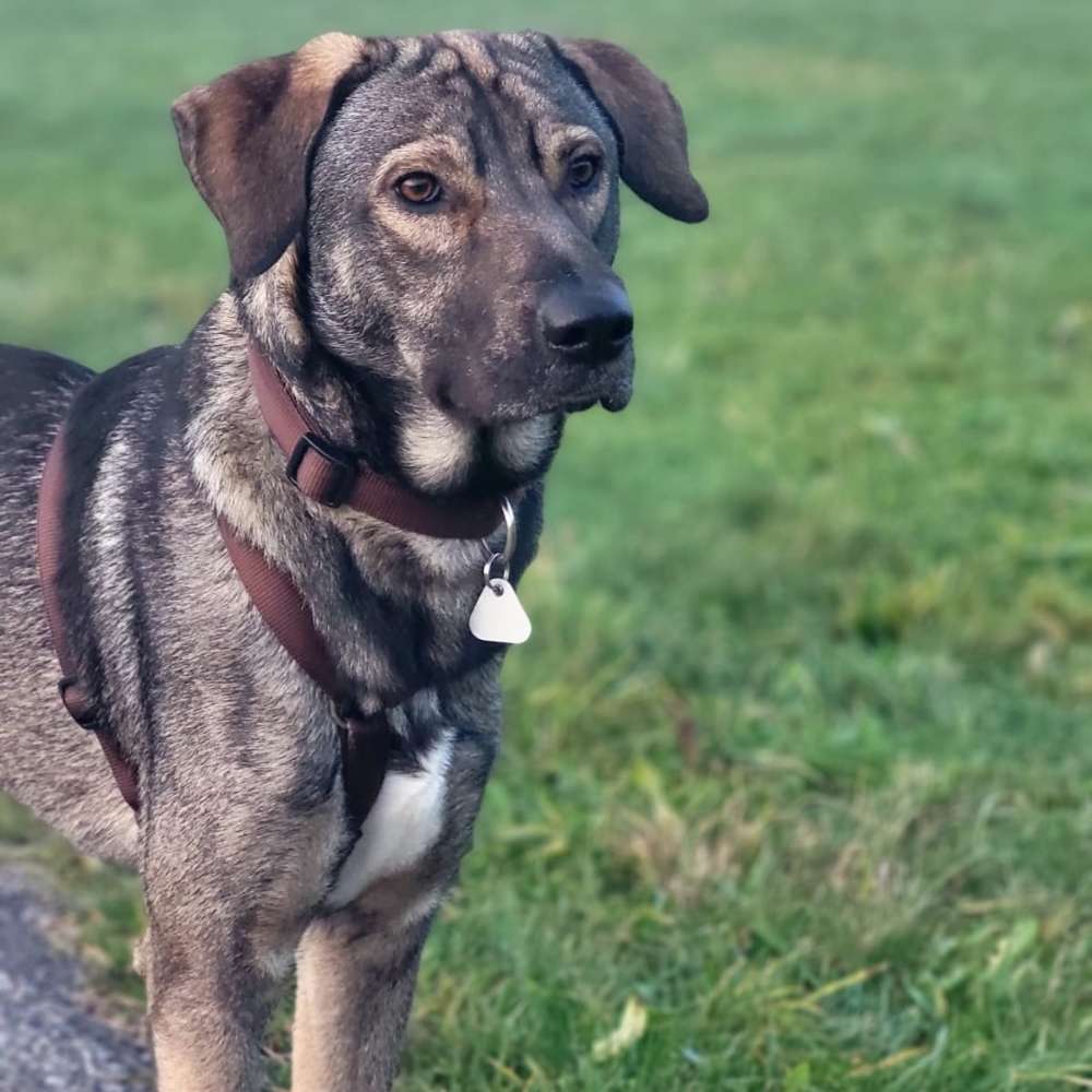 Hundetreffen-Spaziergang-Profilbild