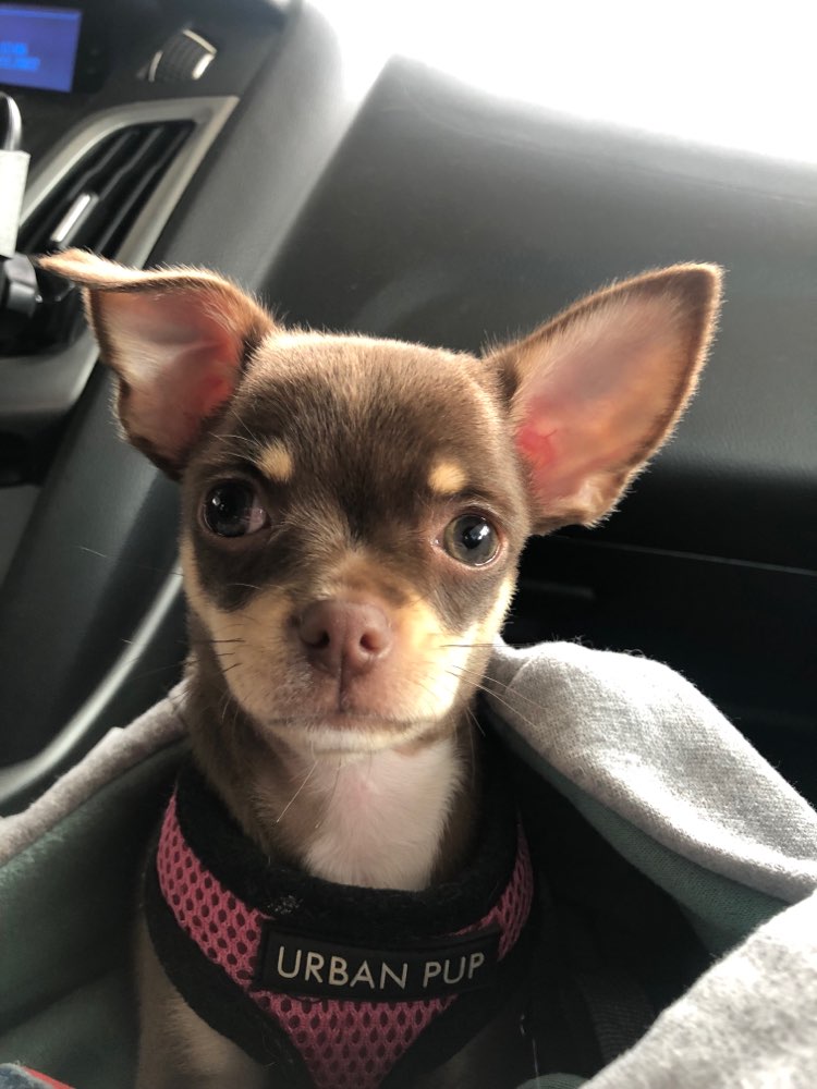 Hundetreffen-Trainingstreffen „Hundebegegnung“-Profilbild