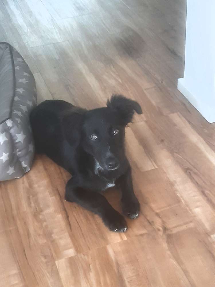 Hundetreffen-Welpen oder Junghund zum Spielen-Profilbild