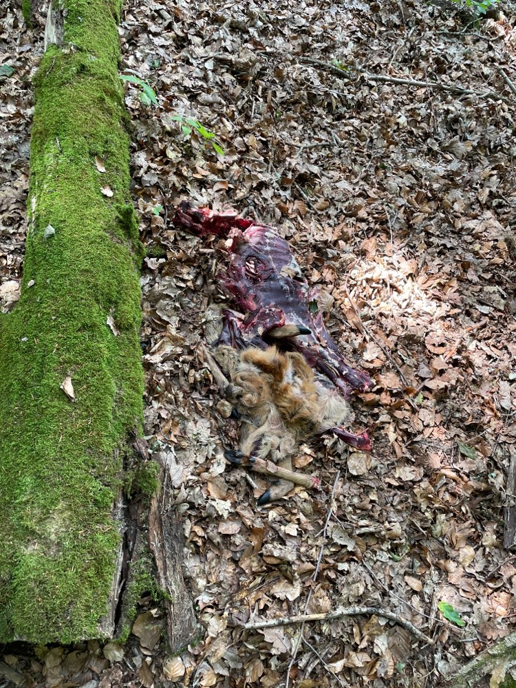 Giftköder-Wildkadaver-Profilbild