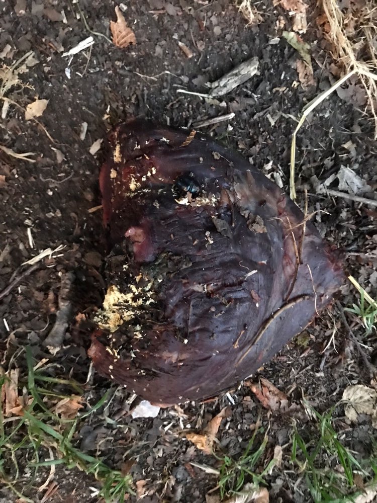 Giftköder-Fleischreste/Kadaver-Profilbild