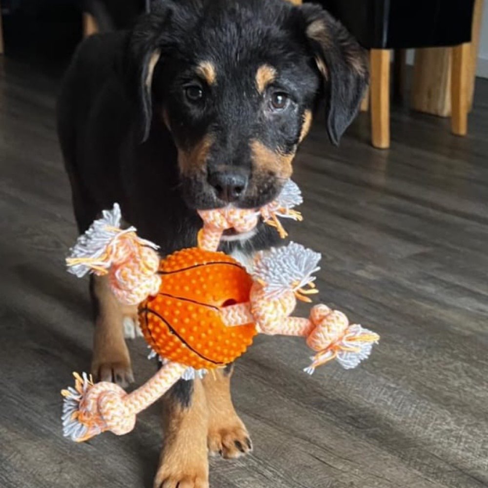 Hundetreffen-Welpen Spielrunde-Profilbild