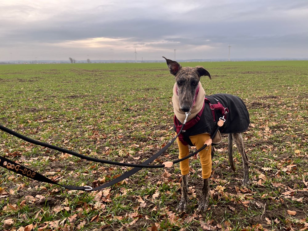 Hundetreffen-Galgo/Greyhound/Sighthound Walks-Profilbild