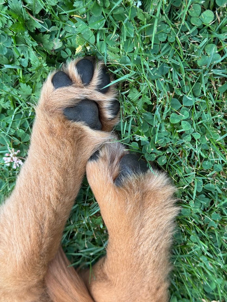 Hundetreffen-Welpentreffen-Profilbild