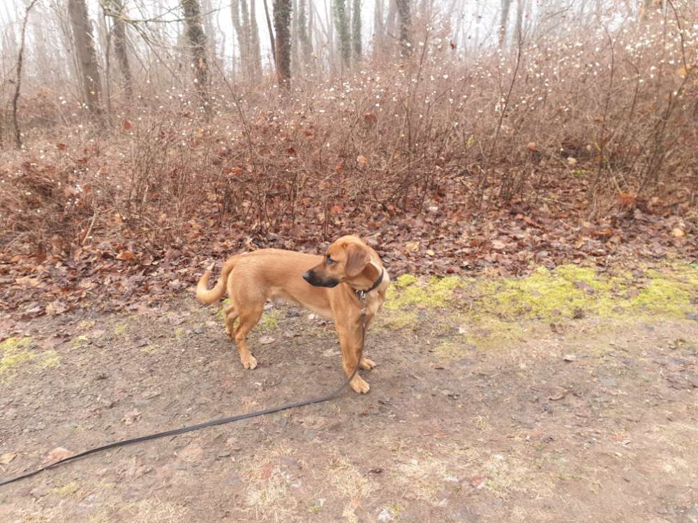 Hundetreffen-In Aschersleben und Umgebung-Profilbild