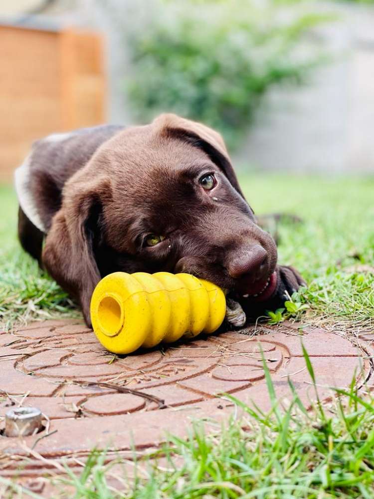 Hundetreffen-Welpenkontakt-Profilbild