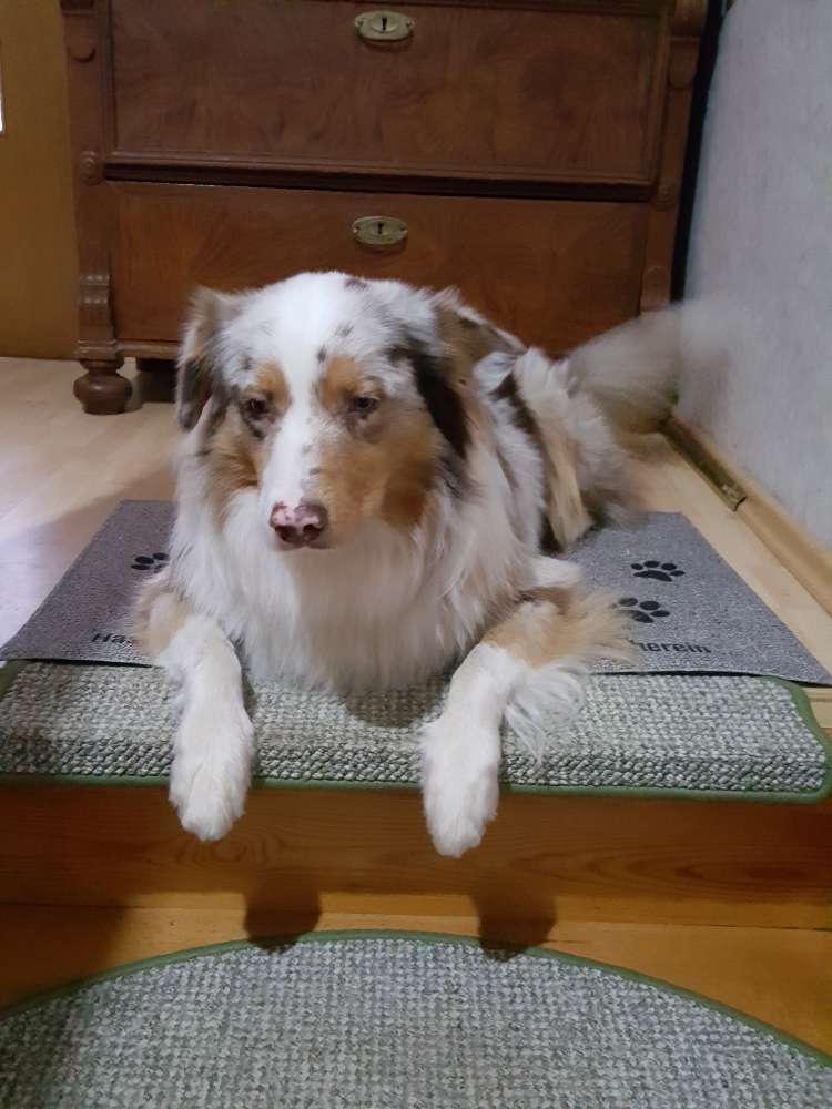 Hundetreffen-Toben und Gassigehen SG Dahlenburg-Profilbild