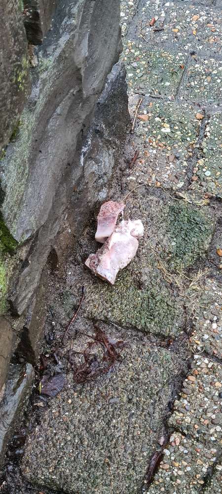 Giftköder-Fleischknochen-Profilbild