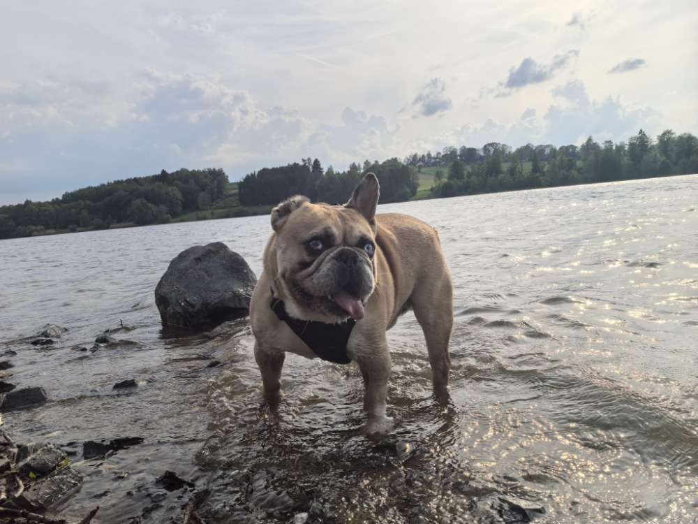 Hundetreffen-Badespaß am Hundestrand-Profilbild