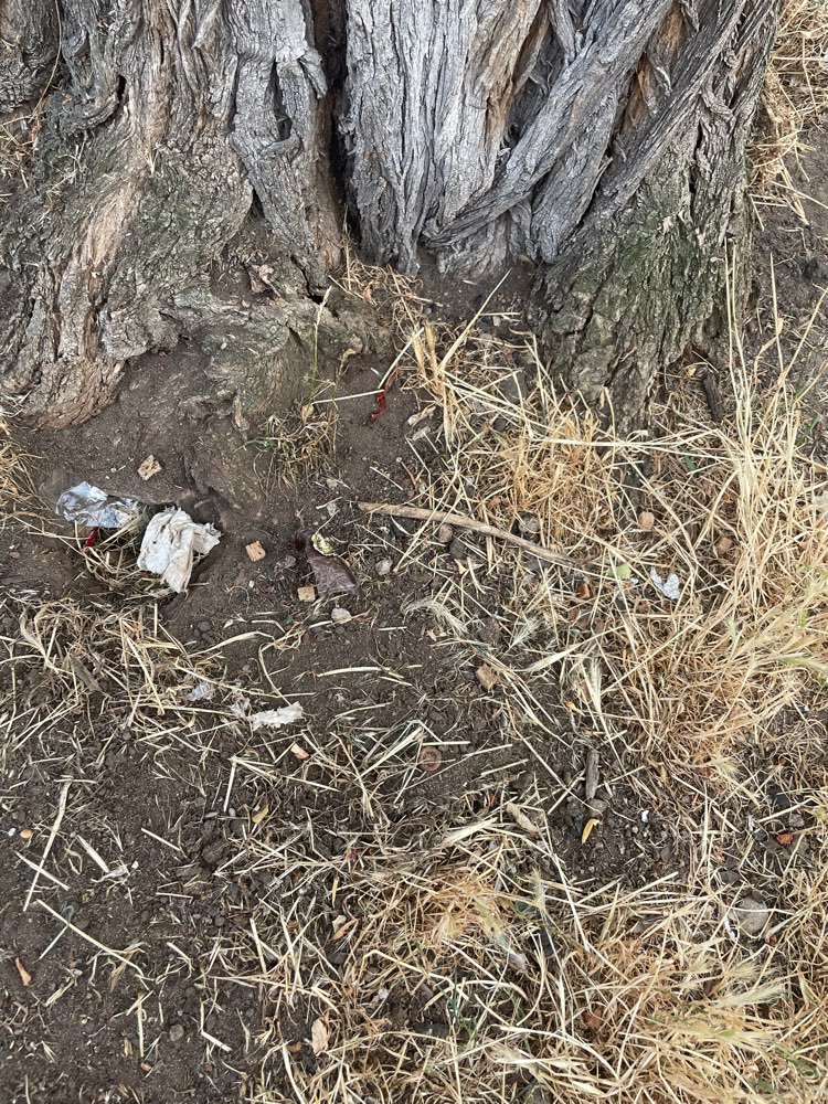 Giftköder-Geschnittene Brotstücke neben einer Rattenhöhle-Profilbild