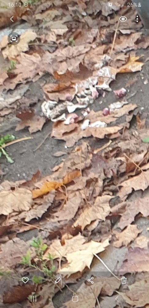 Giftköder-Hähnchenknochen und Innereien ausgelegt-Profilbild