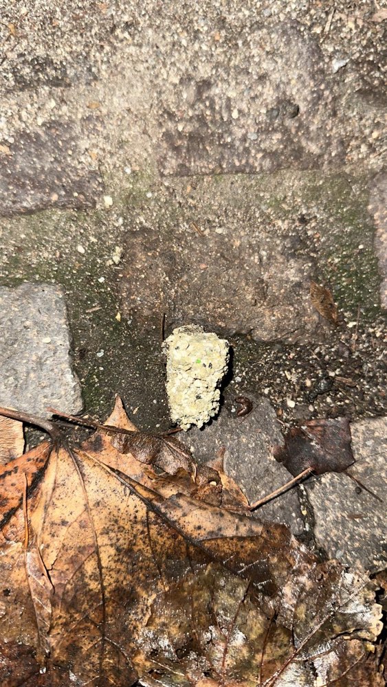 Giftköder-Giftköder im Waldstraßenviertel - Hund beim Arzt-Profilbild