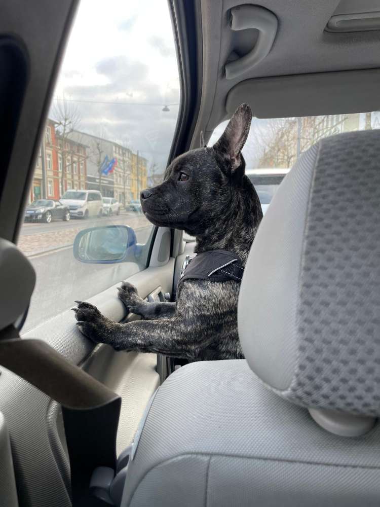 Hundetreffen-Hundekumpels gesucht 🐶-Profilbild