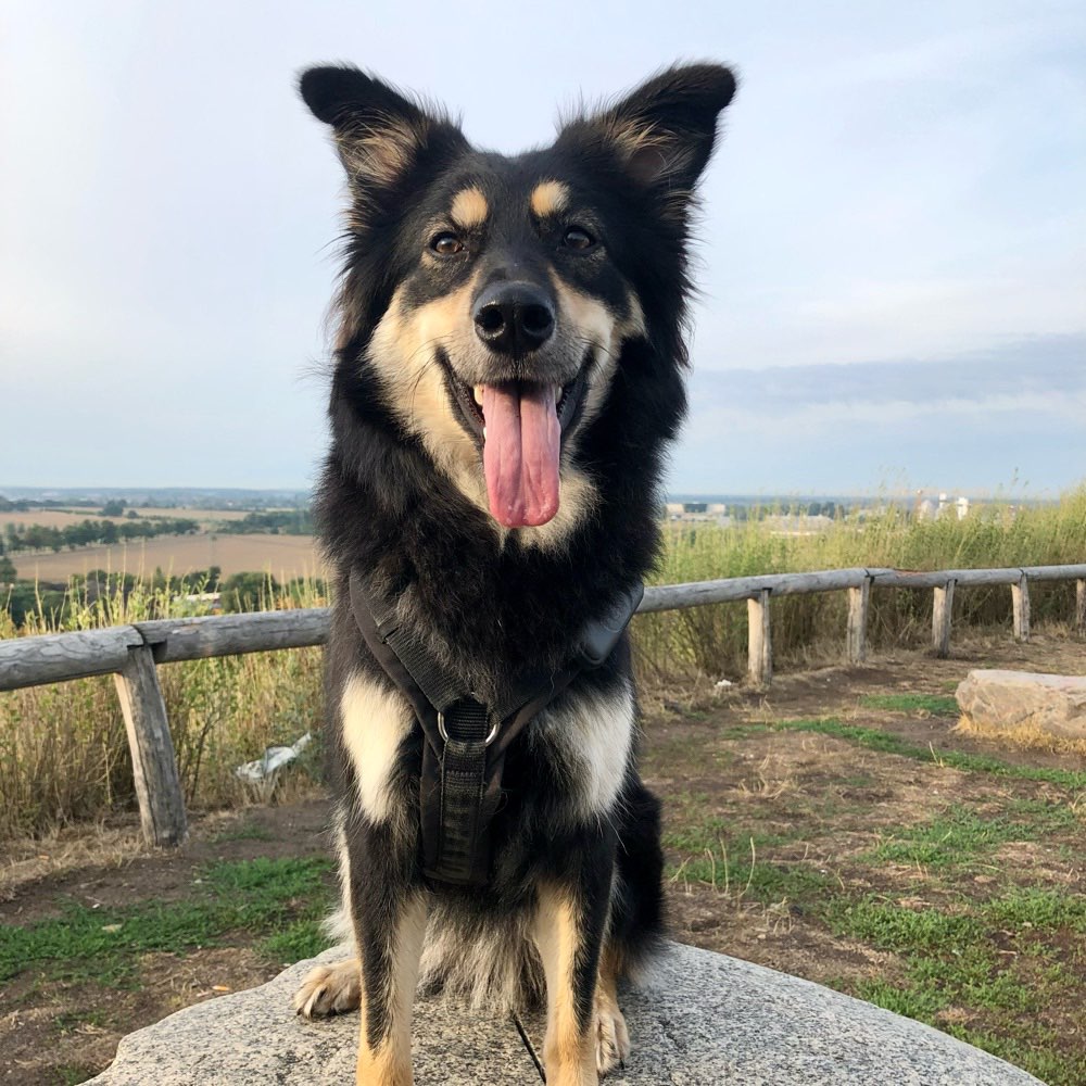 Hundetreffen-Gemeinsame Ausflüge-Profilbild