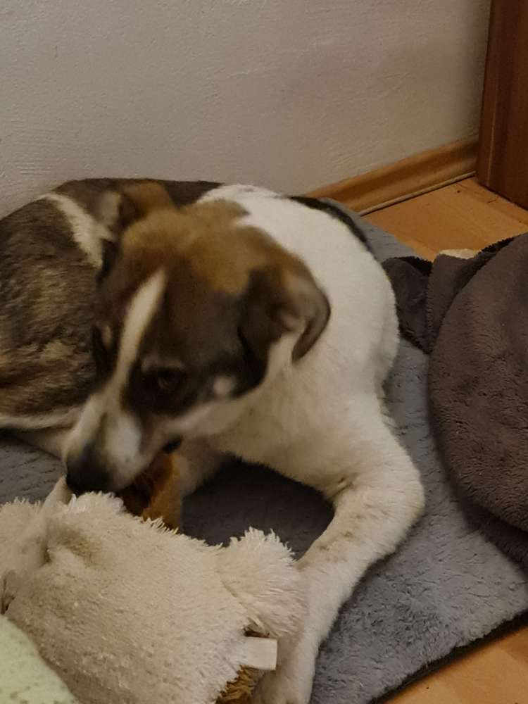 Hundetreffen-Junghund sucht Kumpels / Kumpelinen-Profilbild