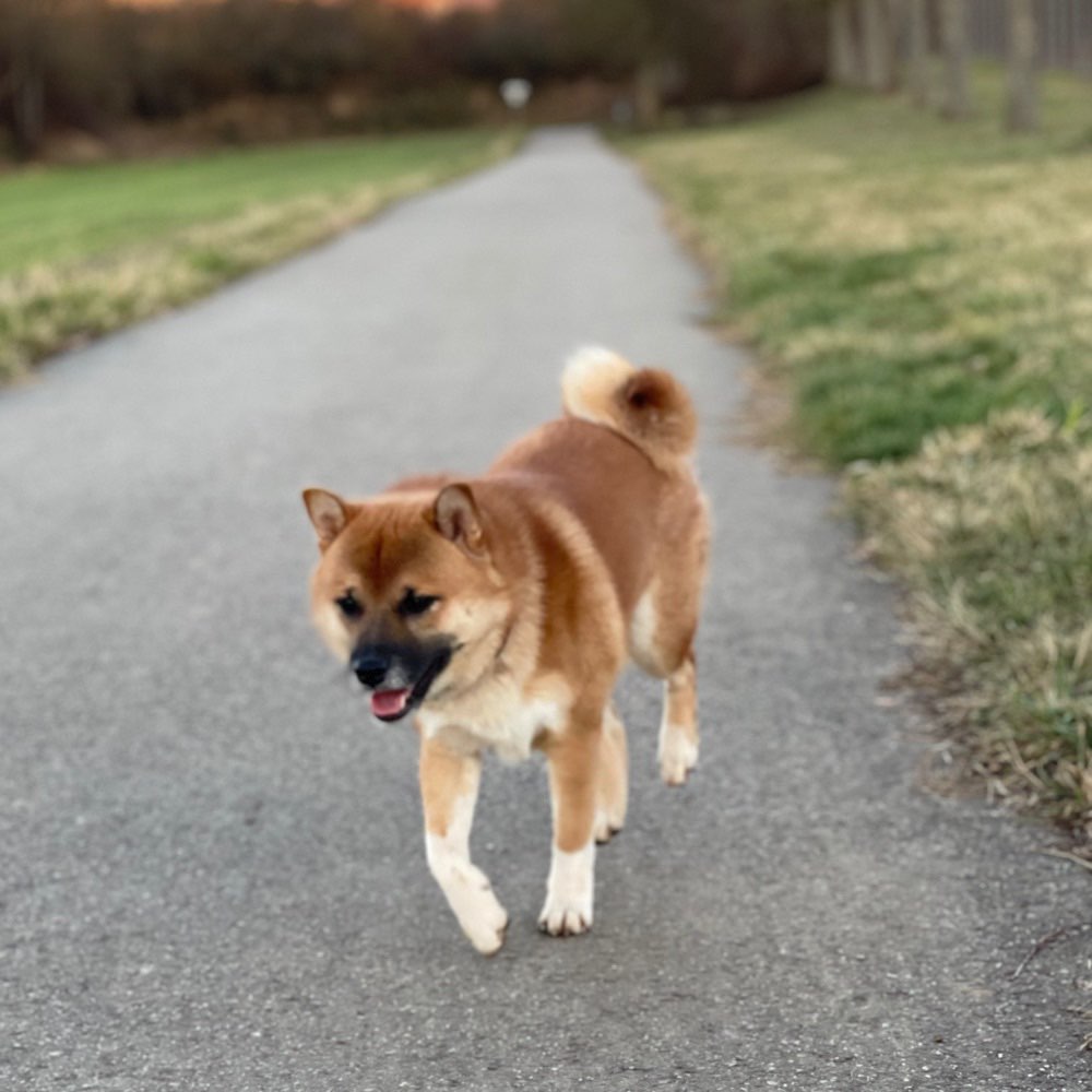 Hundetreffen-Offen für spaßige spieltreffen-Profilbild