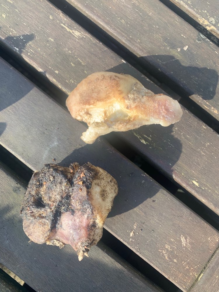 Giftköder-Möglicher Giftköder-Profilbild